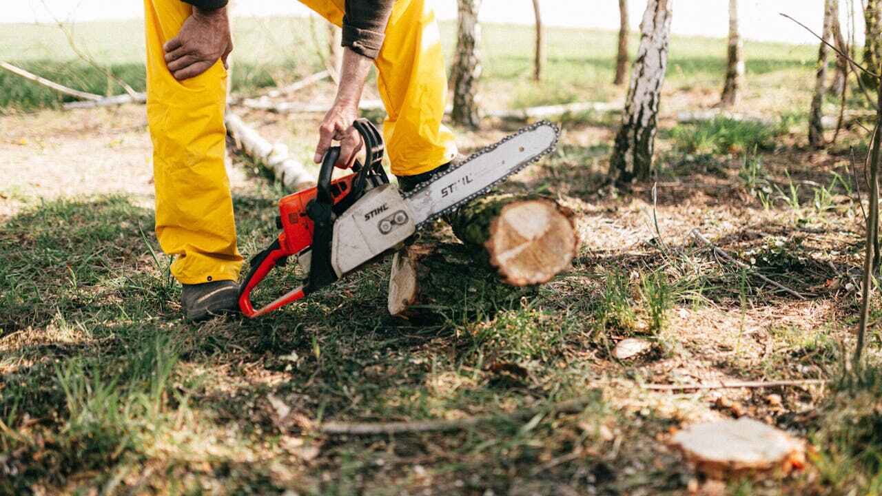 Mount Pleasant, TX Tree Service Company